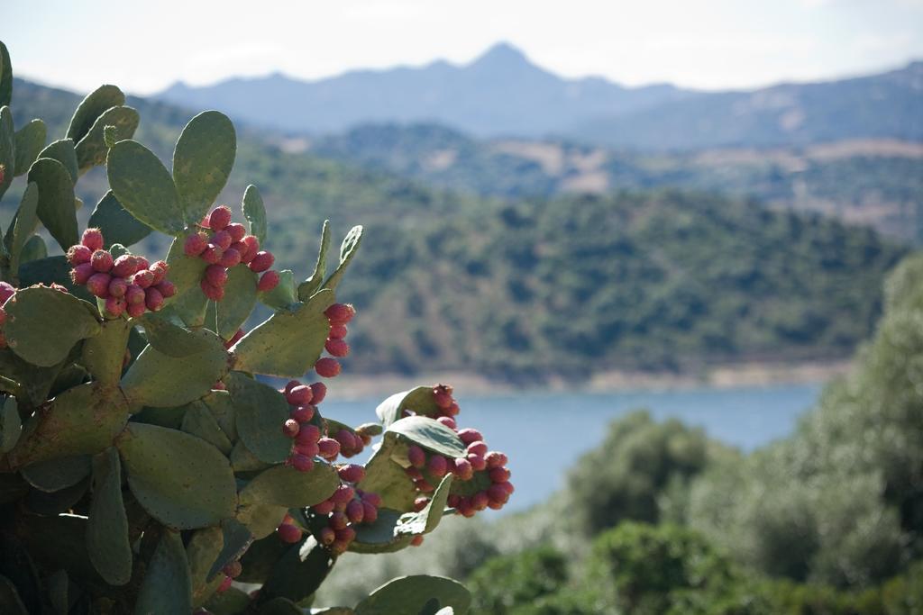 Liscia Country Relais Guest House Sant'Antonio di Gallura Luaran gambar